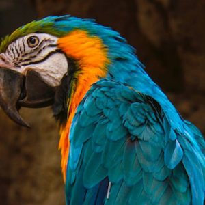 Multicolored Parrot - Image