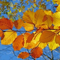 Nature Leaves - Image