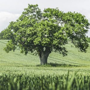 Oak Tree - Image