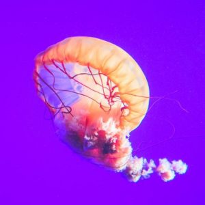 Orange Jellyfish - Image