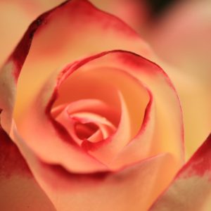 Orange Rose - Image