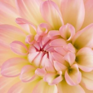Pastel Dahlia - Image
