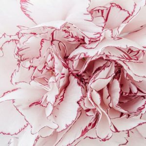 Patterned Flower - Image