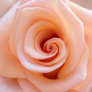 Peach Rose - Image