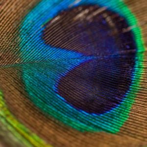 Peacock Feather Closeup - Image
