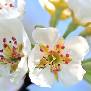 Pear Blossoms - Image