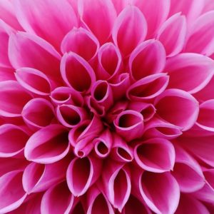 Pink Dahlia - Image