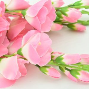 Pink of Spring - Image