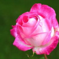 Pink Rose - Image