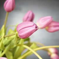 Pink Tulip - Image