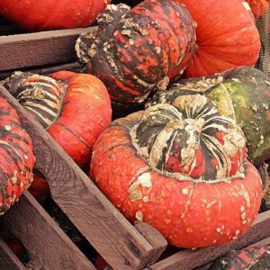 Pumpkins and Pumpkins - Image