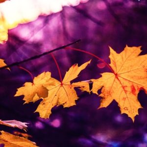 Purple Autumn - Image
