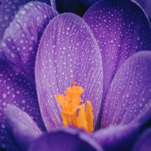 Purple Crocus Flowers - Image