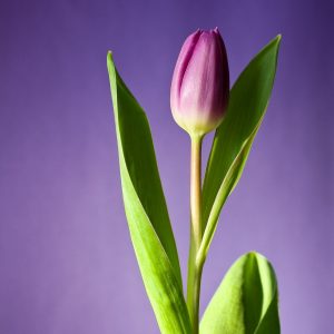 Purple Tulip - Image