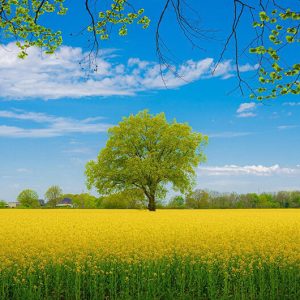 Rapeseed Flowers Field - Image
