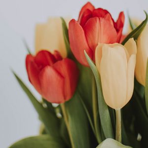 Red and Beige Tulip Flowers - Image