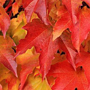 Red Autumn Maple Leaves - Image