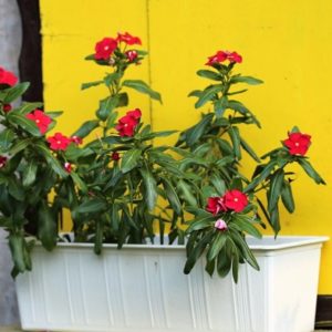 Red Flowers on a Yellow Window - Image