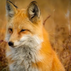 Red Fox, Orange Fur - Image