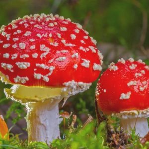 Red Mushroom - Image