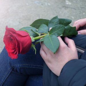 Rose Day (Valentine) - Image