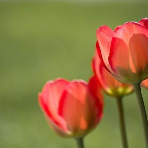 Red Tulips and Green - Image