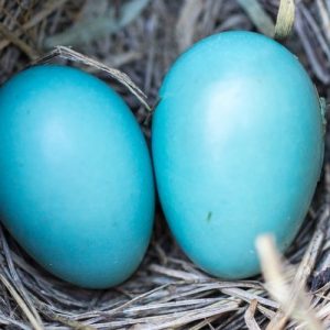 Robin’s Eggs in a Nest - Image