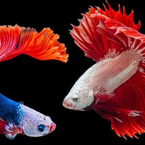 Sea Life - Image