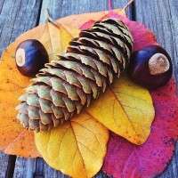 Season Leaf - Image