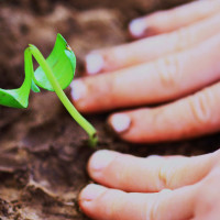 Seedling free - Image