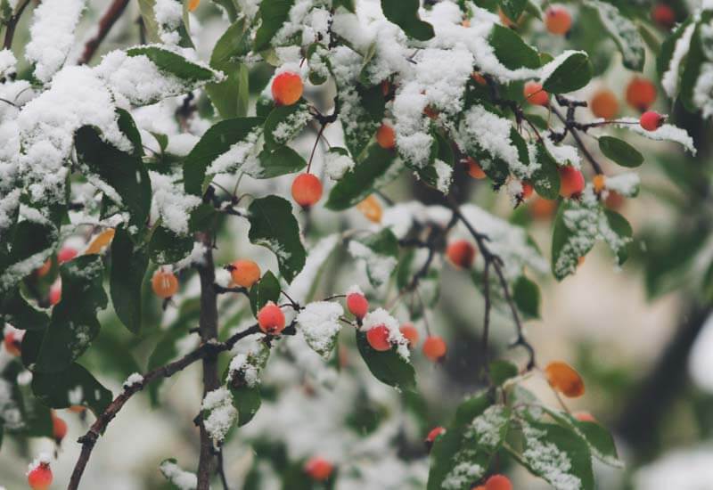 Snowy Crabapples Image