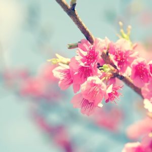 Spring is Here - Image