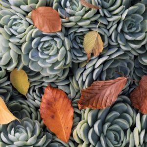 Succulent and Leaves - Image