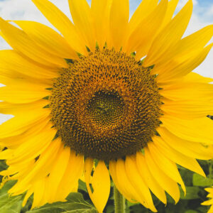 Sunflower Field - Image