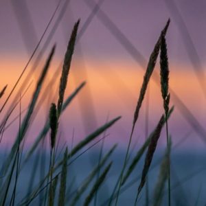 Sunset Behind Reeds - Image