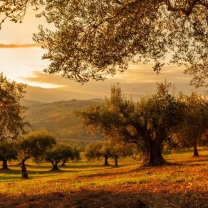 Sunset on Plantation - Image