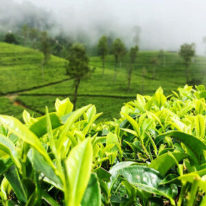 Tea Garden in Mountain - Image