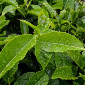 Tea Tree - Image