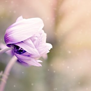 The Wind and I - Image