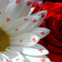 This is love - Image
