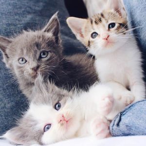 Three Little Kittens - Image
