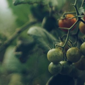 Tomato Vine - Image