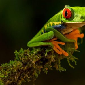 Colorful Tree Frog - Image