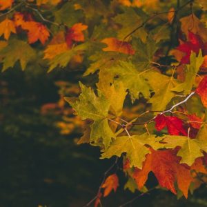 Tree in Autumn - Image