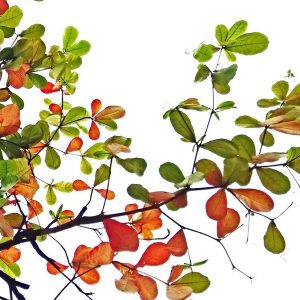 Tree of Color - Image