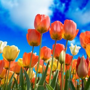 Tulips for Spring - Image