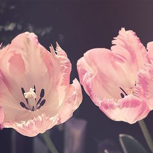 Two Lips Tulips - Image