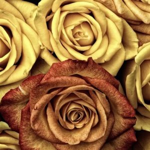 Valentine Golden Roses - Image