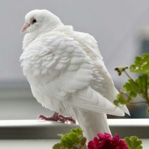 White Dove - Image