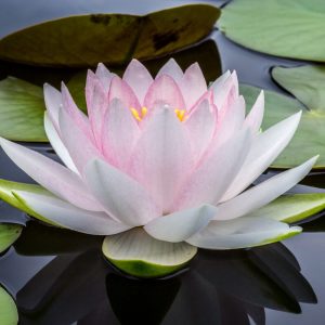 White Pink Lotus Flower - Image